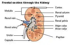 Frontal section through the kidney