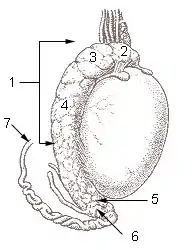 Testis surface