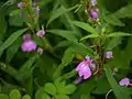 Impatiens balsamina