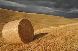 Cereal crops are cultivated with the aid of irrigation