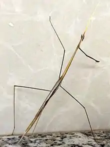 Indian Stick Mantis closeup