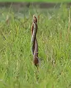 Territorial fight in the Indian rat snake, Ptyas mucosa