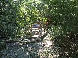 Two trees toppled by Irene in coastal Massachusetts.