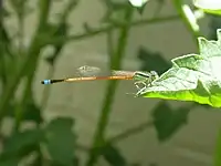 Male in Australia