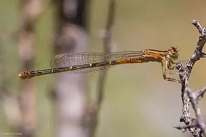 immature female