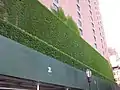 Boston ivy covering the exterior of an apartment building near Kips Bay, Manhattan