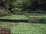 Mount Amagi is a well-known producer of wasabi.