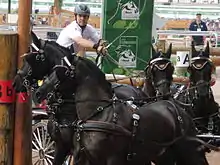 In the foreground are two black horses in profile on the left; in the background, two other horses with only their heads visible are in front; and in the background, the driver's head can be seen in full effort.