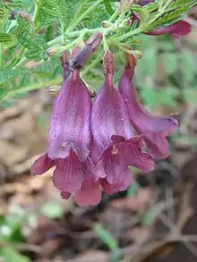 Flowers of Jacaranda ulei