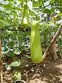 Slim, elongated upo squash, in San Rafael, Bulacan, Philippines