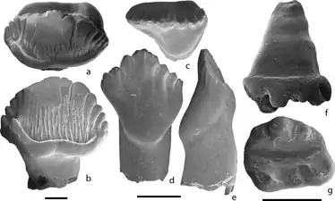 Dinosaur teeth