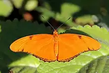 D. i. delilafemale, Jamaica