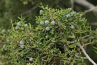 Foliage and fruit