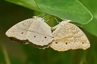 Mating