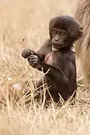 Juvenile gelada in dry season