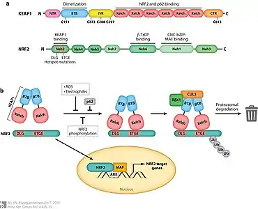 (a) NRF2 and KEAP1 protein domains; (b) KEAP1 homodimerizes through the BTB domain, and through the Kelch domains KEAP1 interacts with NRF2 at the ETGE and DLG motifs