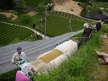 Harvesting with a portable machine (foreground) and removal of shade tarpaulins (background) on a kabusecha plantation