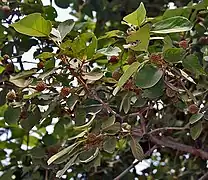 At Hodal in Faridabad district of Haryana, India