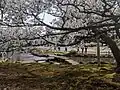 Flying Geese Bridge under blossoming tree in April.