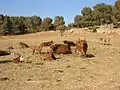 Cattle below Keren Naftali