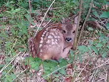 Roe deer fawn