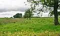 Site of the old row. West Spittal Farm in the background.