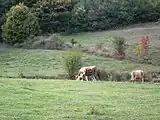 Grazing cattle