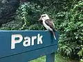 Kookaburra in Tamborine National Park