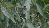 Female showing rounded inboard edge of hindwing