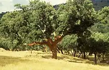 Cork oak (bot. Quercus suber), Portugal