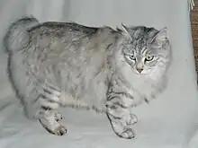 Kurilian Bobtail or Kuril Islands Bobtail