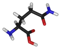 Chemical structure of the amino acid glutamine