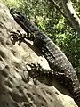 Lace monitor (Glenrock State Conservation Area), Newcastle, New South Wales