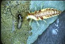 Lacewing larva eating phratora vitellinae larva