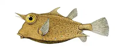 Lactoria fornasini is a poisonous species of boxfish