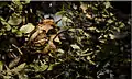 Large-tailed nightjar in Bharatpur.