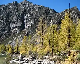 Larix potaninii in autumn colour.