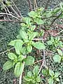 Spring shoots, emerging from older, arching growth of mature specimen, Royal Botanic Garden Edinburgh.