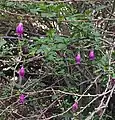 Pendent flowers among Spring shoots on arching branches.