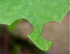 Leaves cut by Megachile sp.