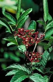 Foliage and flowers