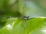 Male, Cairns