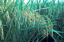 Oryza sativa (spikes in a panicle, "panicle")