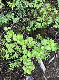 Summer leaves, Cerro Castillo reserve