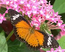 Male dorsal