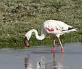 Adult, Jamnagar, India