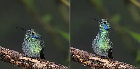 C. c. cabanidisshowing neck stretchingPanama