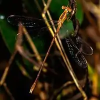 Female, Thailand