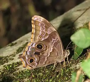 Male, Kerala, India