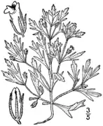 Illustration from Britton and Brown's 1913 An illustrated flora of the northern United States, Canada and the British Possessions